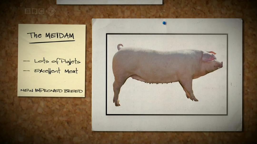 家禽家畜私生活 第一季 The private life of… Season 1