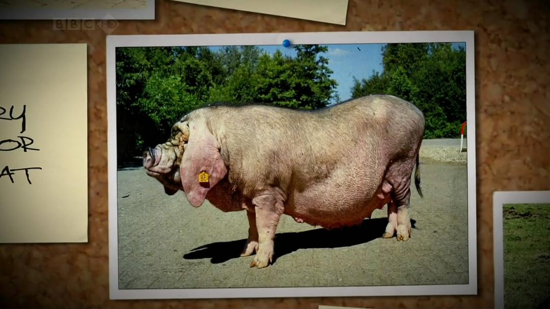 家禽家畜私生活 第一季 The private life of… Season 1