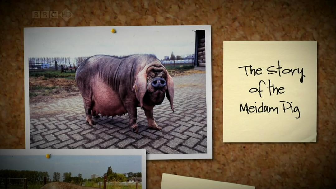 家禽家畜私生活 第一季 The private life of… Season 1