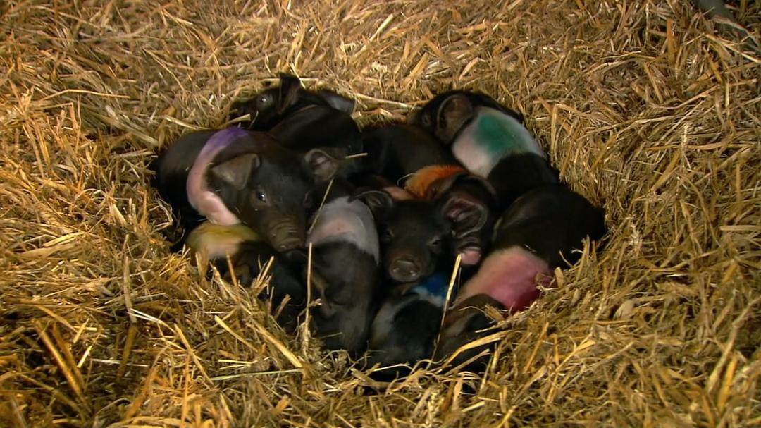 家禽家畜私生活 第一季 The private life of… Season 1