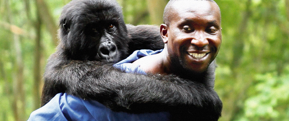 维龙加 Virunga