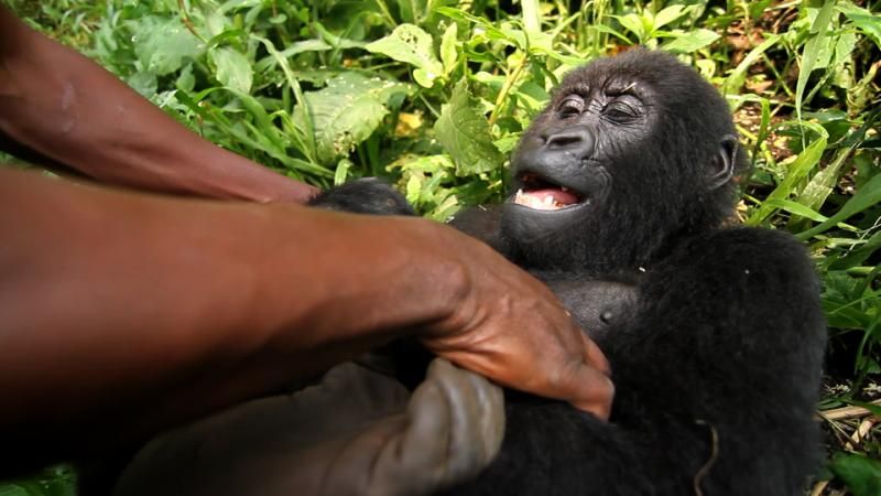 维龙加 Virunga