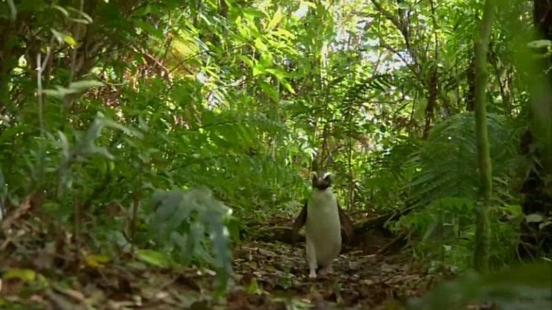 大自然里的奇怪动物 Nature's Misfits