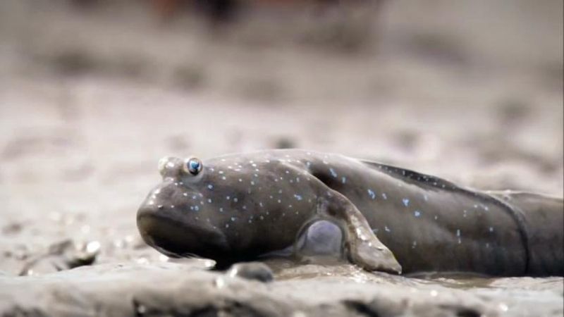 大自然里的奇怪动物 Nature's Misfits