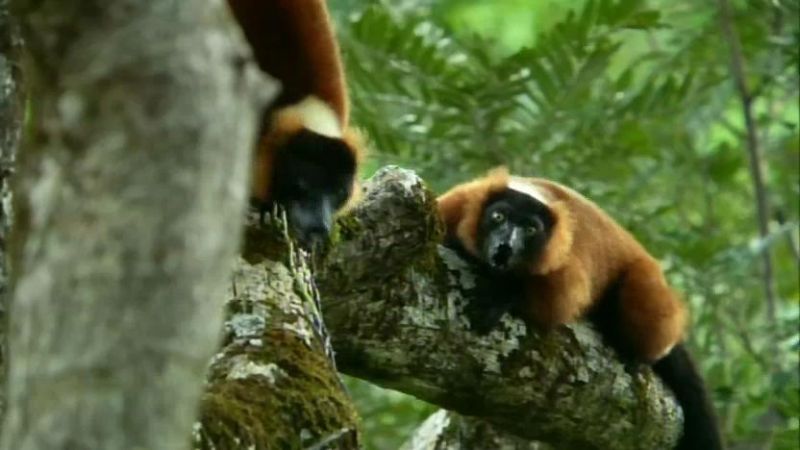 大自然里的奇怪动物 Nature's Misfits