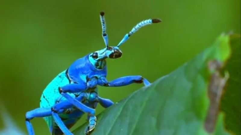 大自然里的奇怪动物 Nature's Misfits