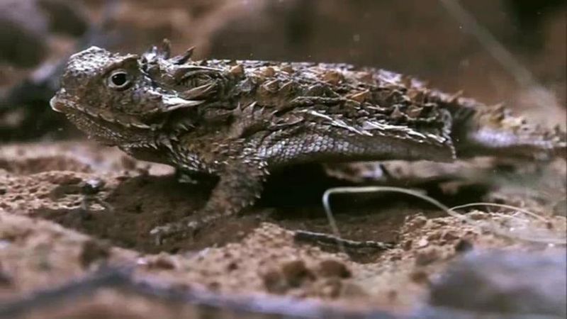 大自然里的奇怪动物 Nature's Misfits