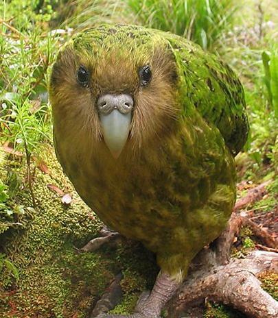 大自然里的奇怪动物 Nature's Misfits