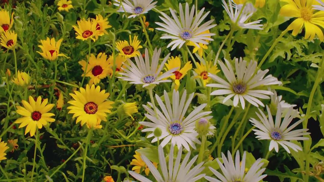 魔法王国 Enchanted Kingdom 3D