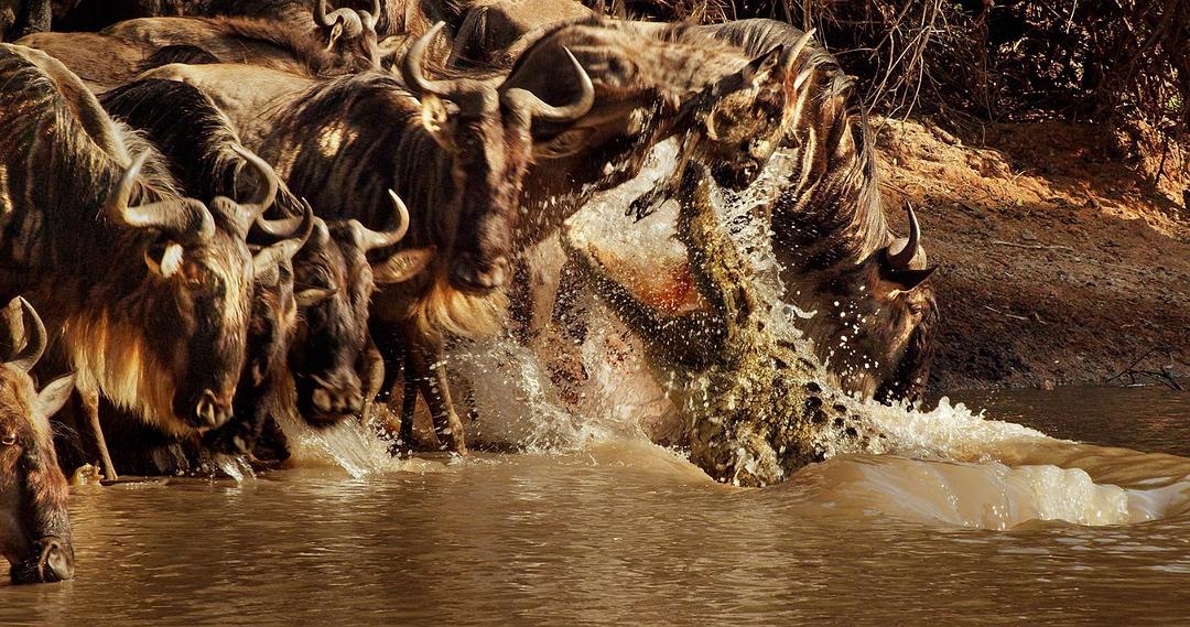 魔法王国 Enchanted Kingdom 3D