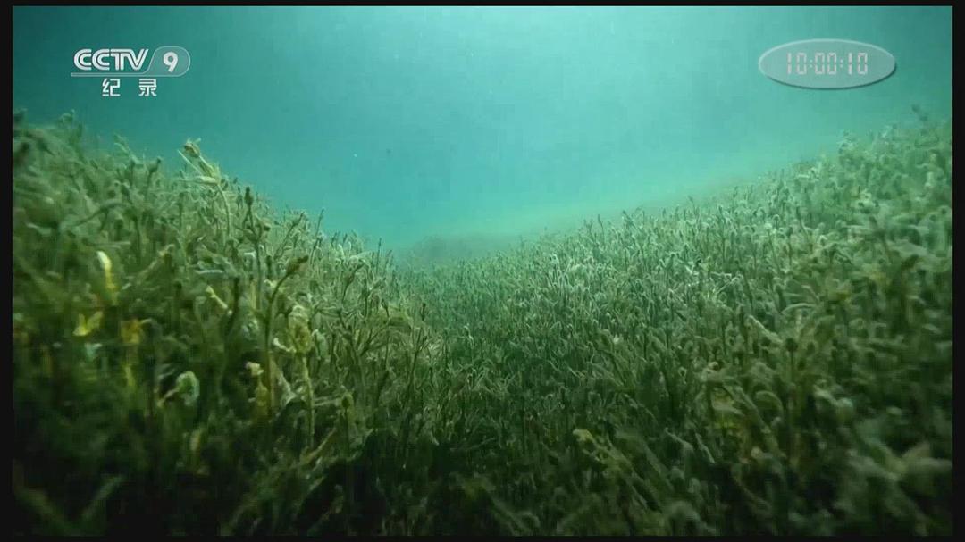 隐秘的天堂 Jungle d'eau douce – la vie secrète des gravières