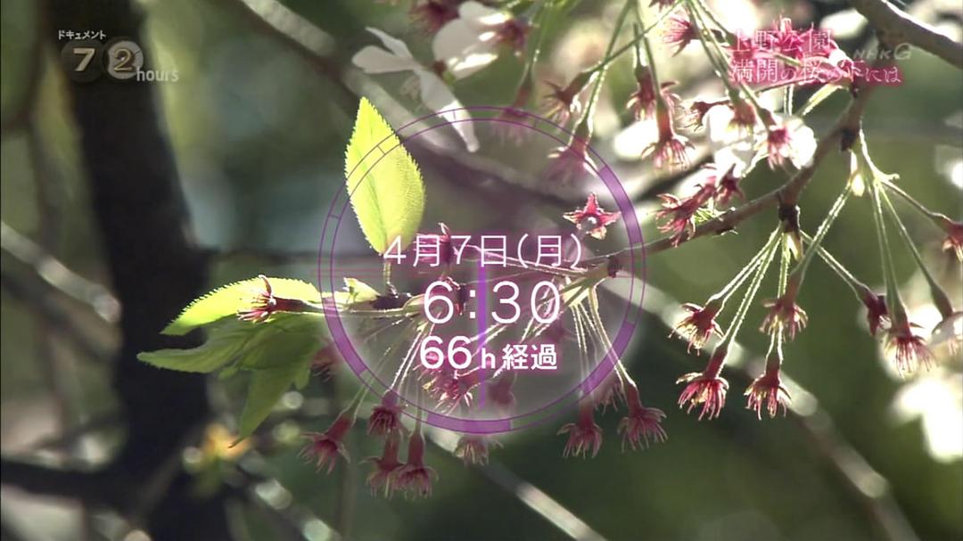 纪实72小时 上野公园 盛开的樱花 ドキュメント72時間 上野公園・満開の桜の下には
