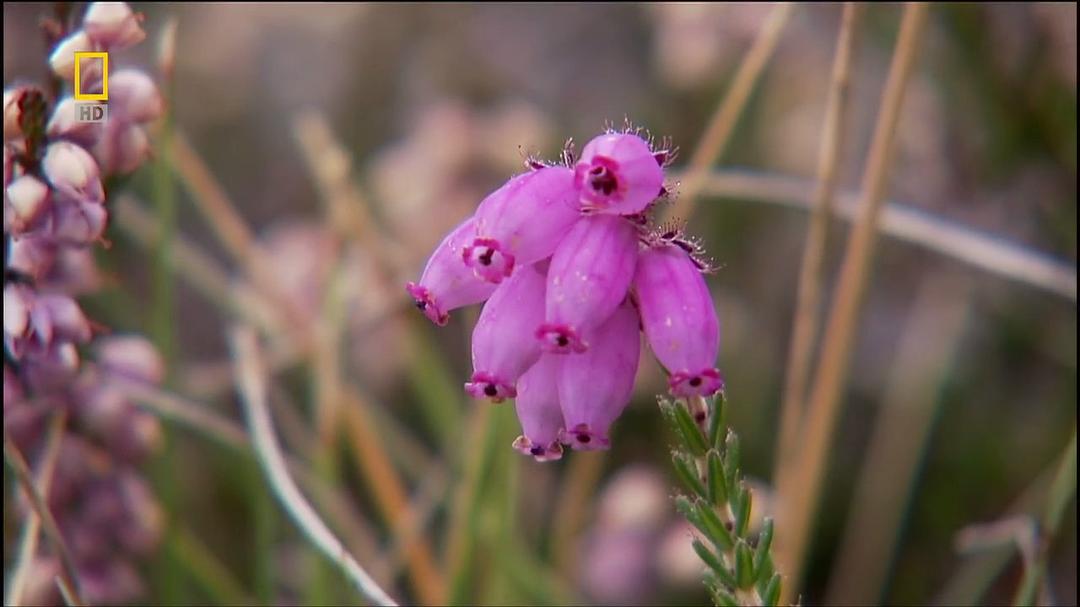 国家地理.守护大自然.庇里牛斯山 Guardians Of Nature: The Pyrenees