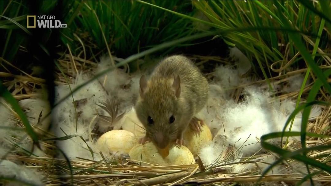 野性夏威夷 Wild Hawaii