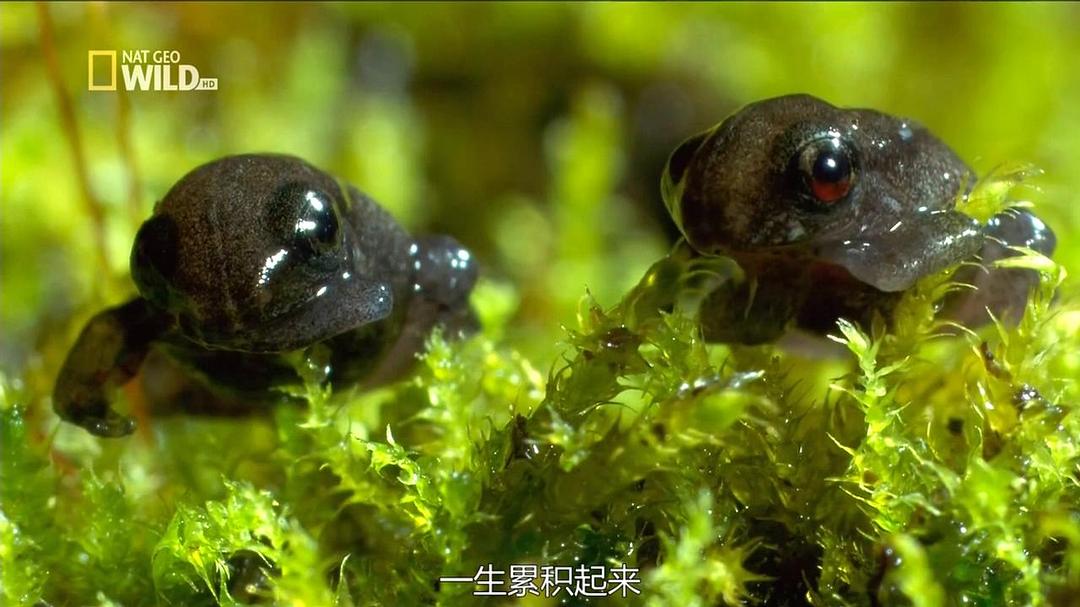 野性夏威夷 Wild Hawaii