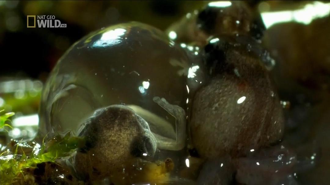 野性夏威夷 Wild Hawaii