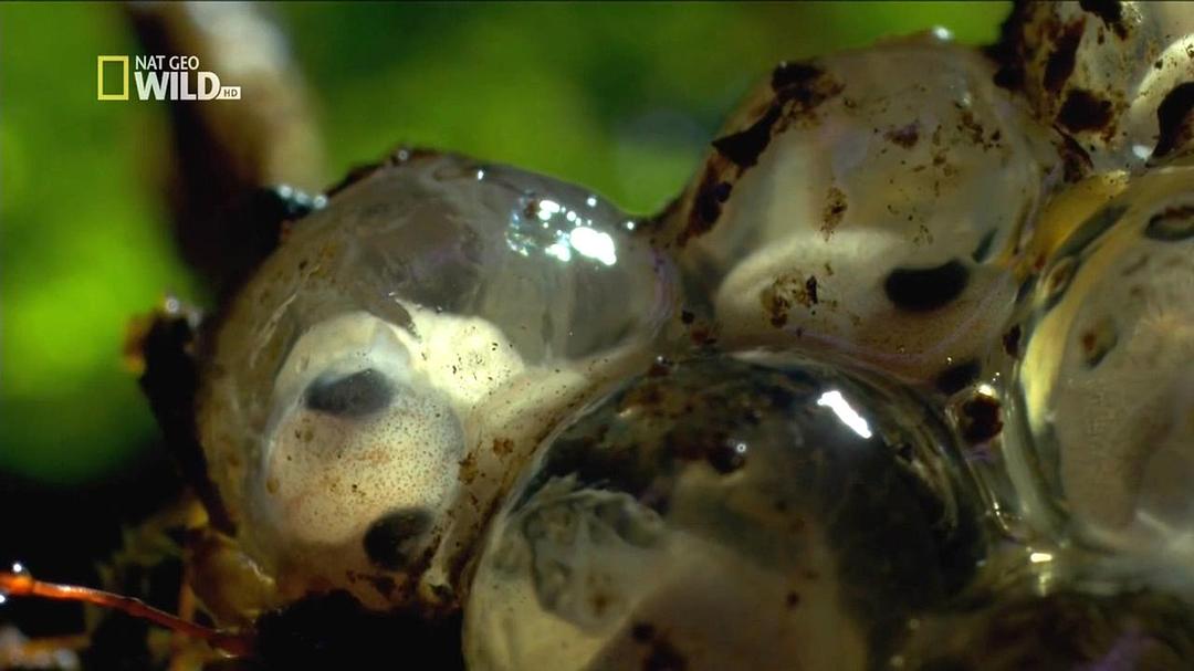 野性夏威夷 Wild Hawaii