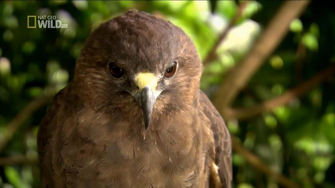 野性夏威夷 Wild Hawaii