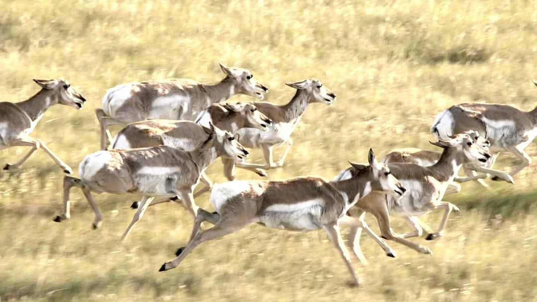 野性加拿大 第一季 Wild Canada Season 1