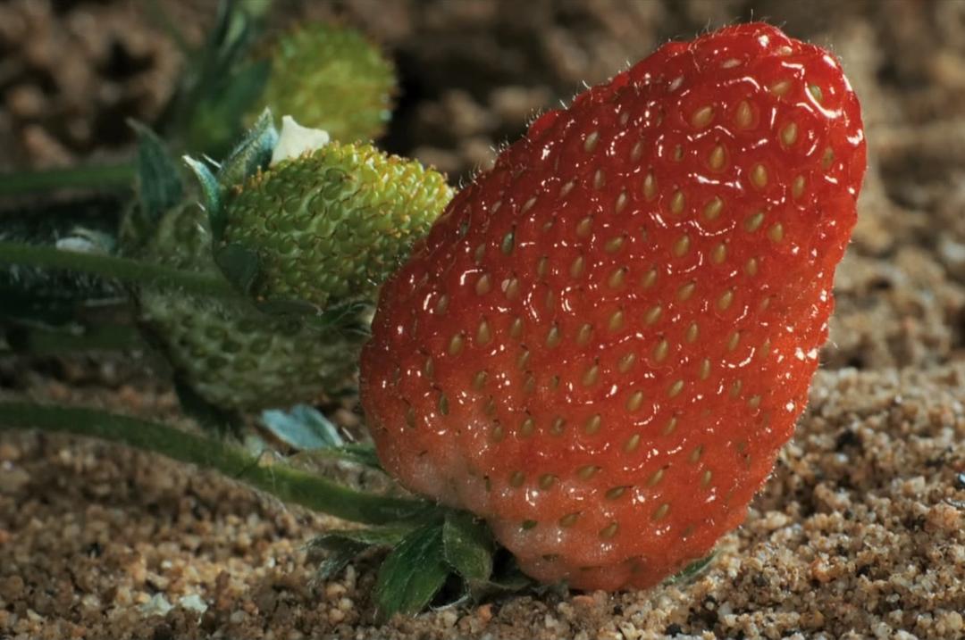 生命之翼 Wings of Life