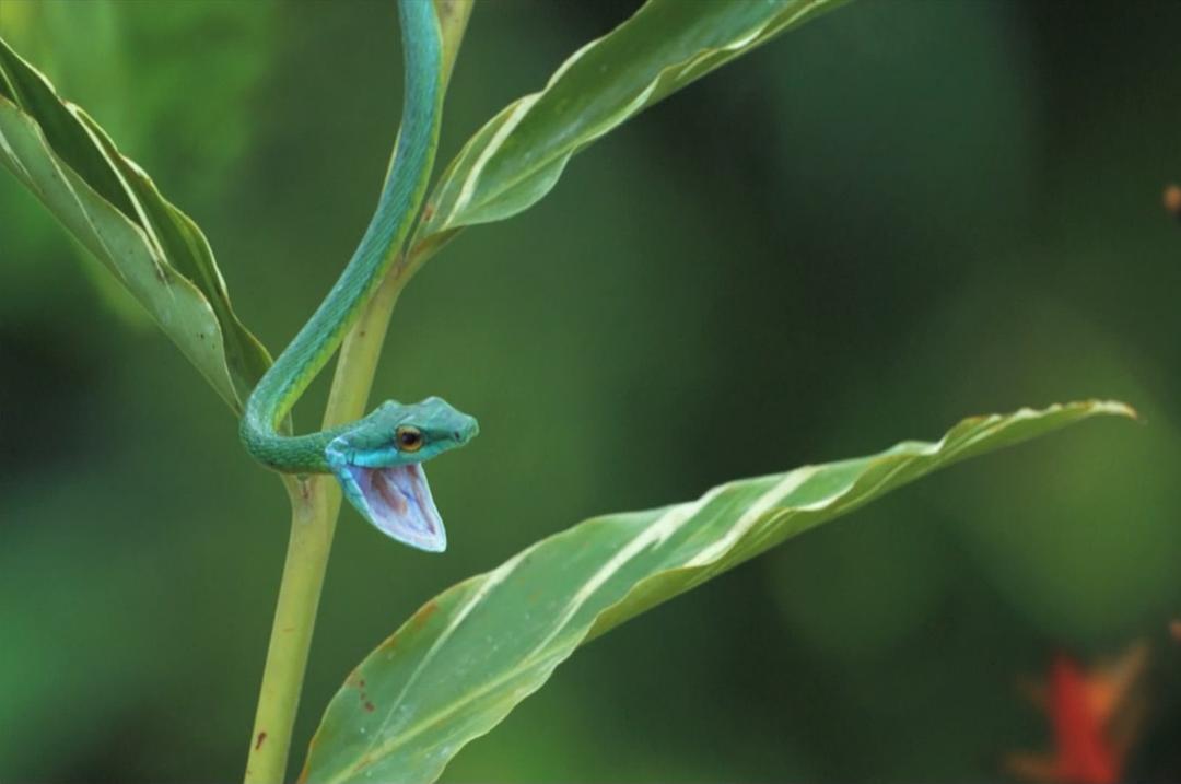 生命之翼 Wings of Life