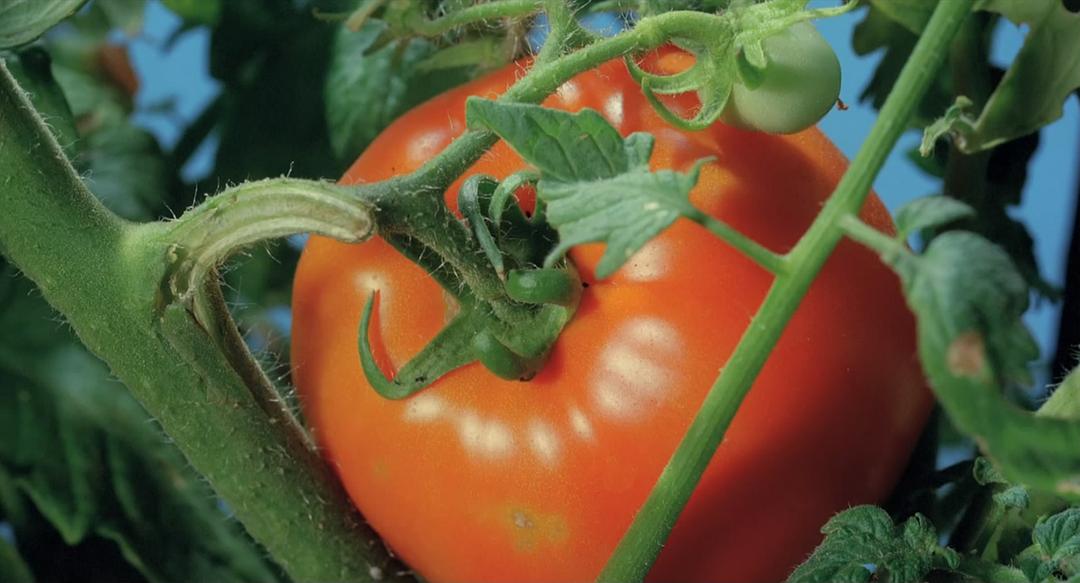 生命之翼 Wings of Life