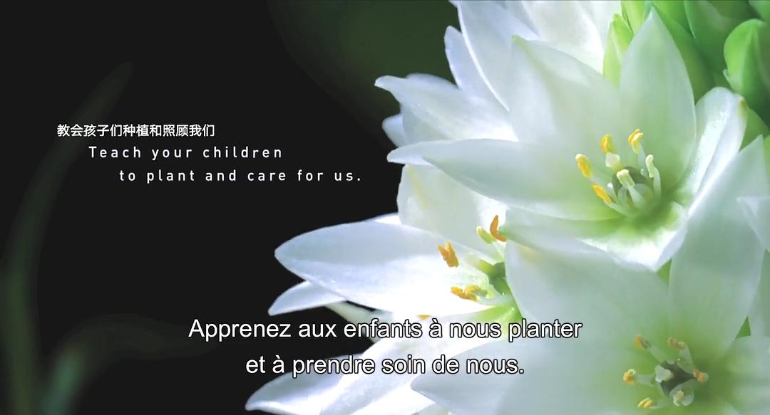 生命之翼 Wings of Life