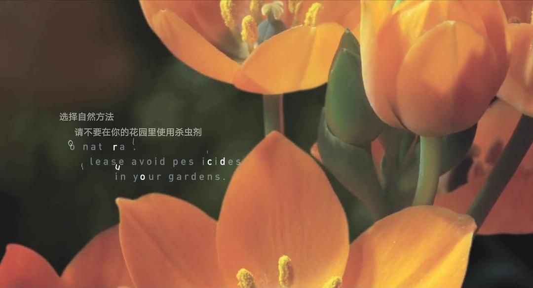 生命之翼 Wings of Life