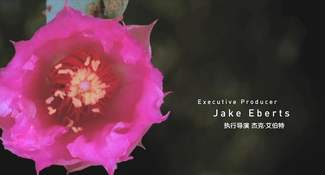 生命之翼 Wings of Life