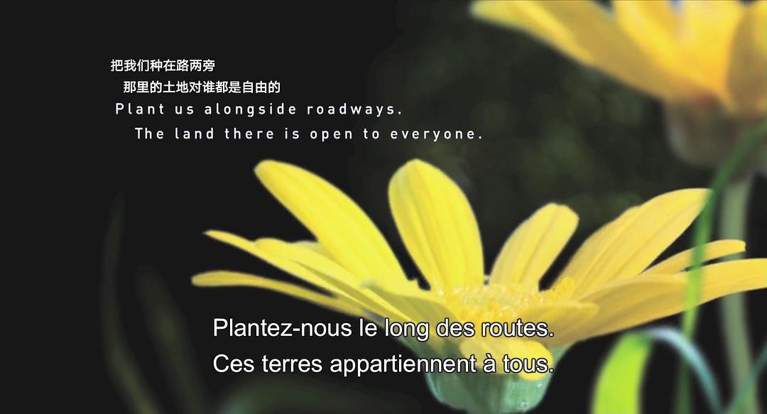 生命之翼 Wings of Life