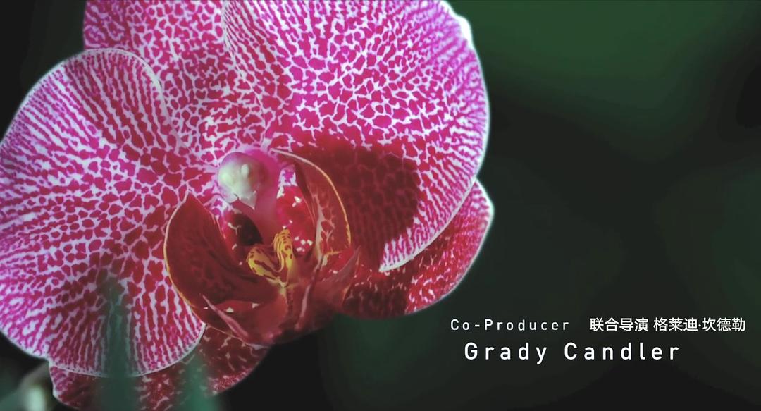 生命之翼 Wings of Life