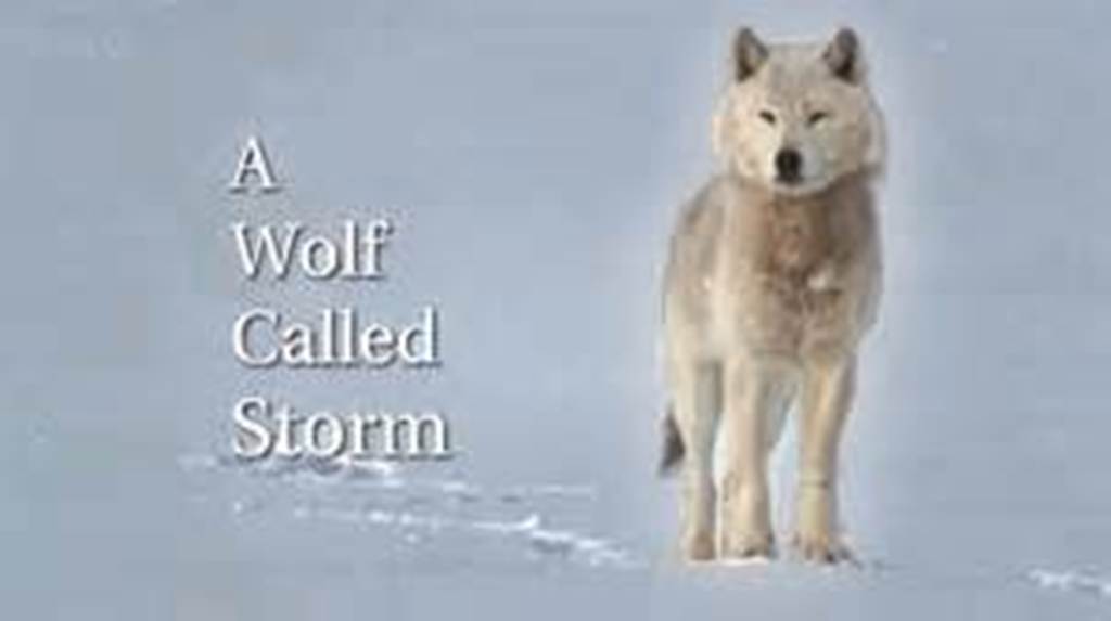 自然世界:狼之风暴 The Natural World: A Wolf Called Storm