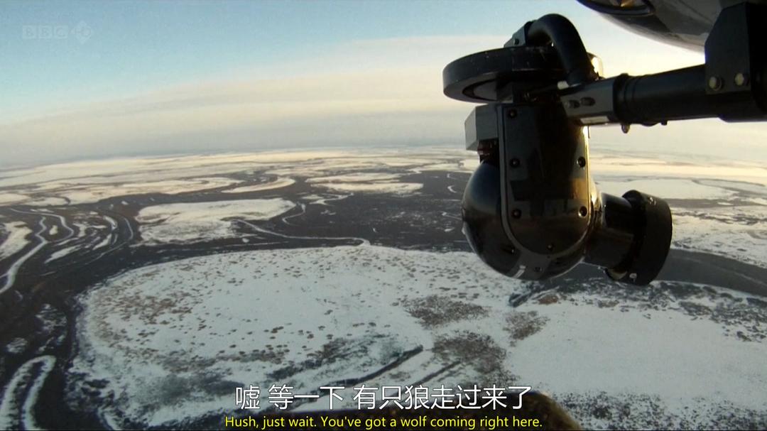 自然世界:狼之风暴 The Natural World: A Wolf Called Storm