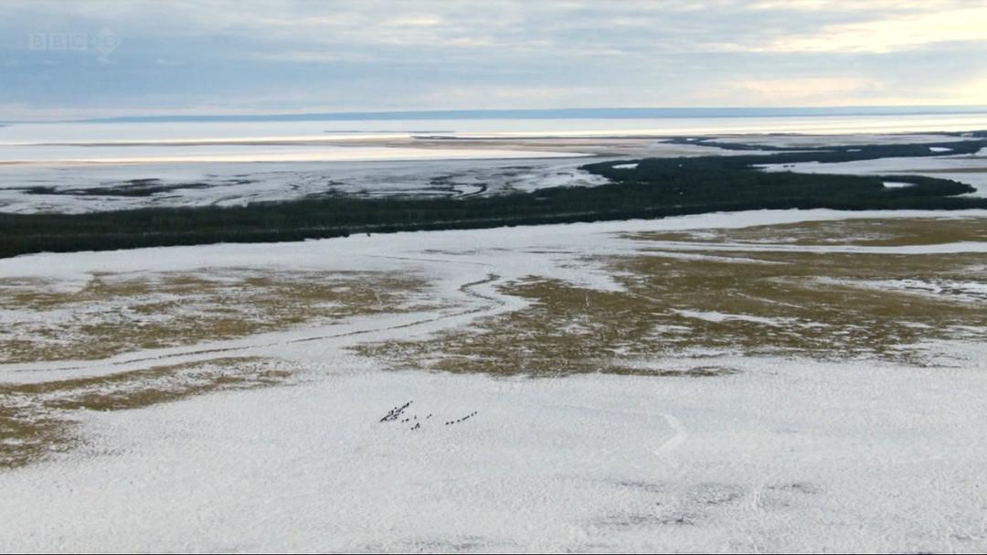 自然世界:狼之风暴 The Natural World: A Wolf Called Storm