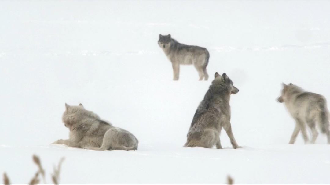 自然世界:狼之风暴 The Natural World: A Wolf Called Storm