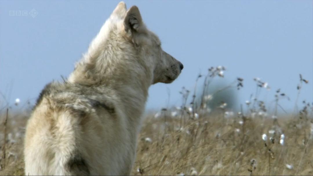 自然世界:狼之风暴 The Natural World: A Wolf Called Storm