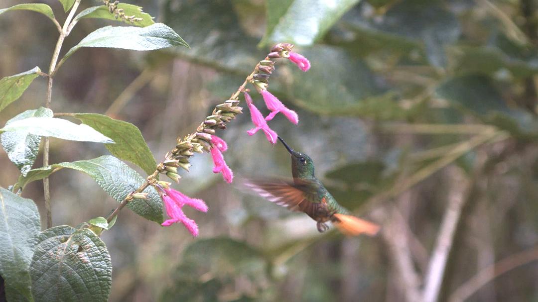 蜂鸟:宝石般的信使 Hummingbirds Jewelled Messengers