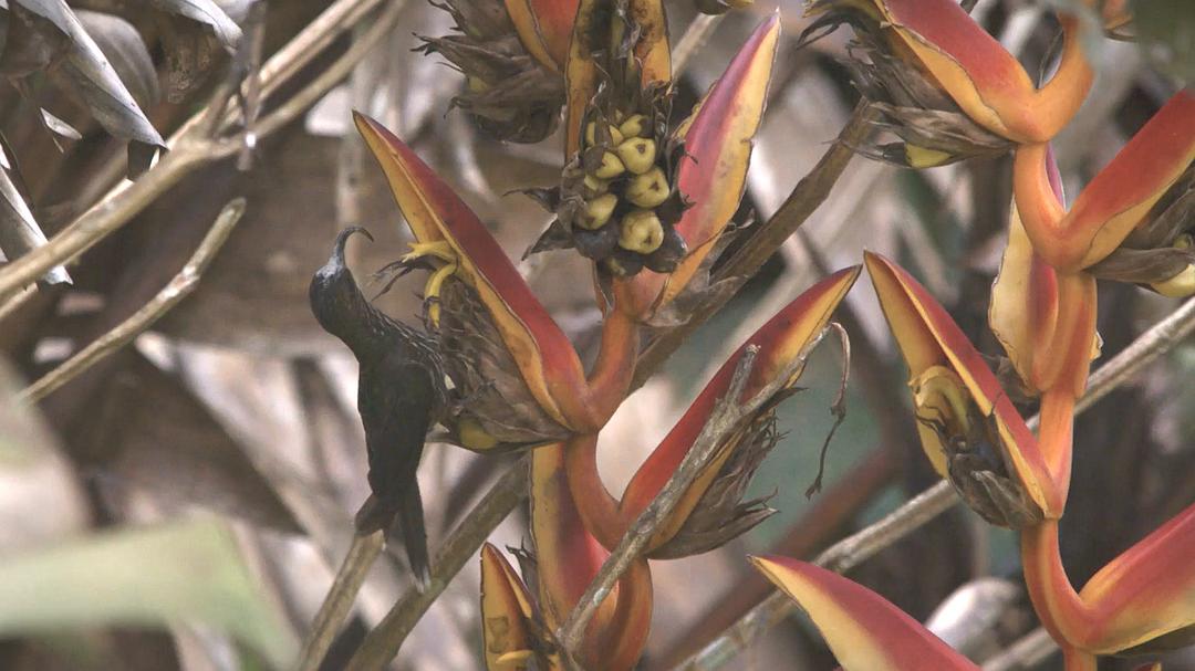 蜂鸟:宝石般的信使 Hummingbirds Jewelled Messengers