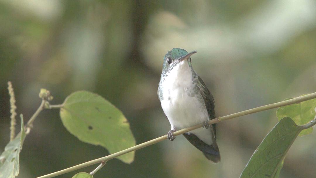 蜂鸟:宝石般的信使 Hummingbirds Jewelled Messengers