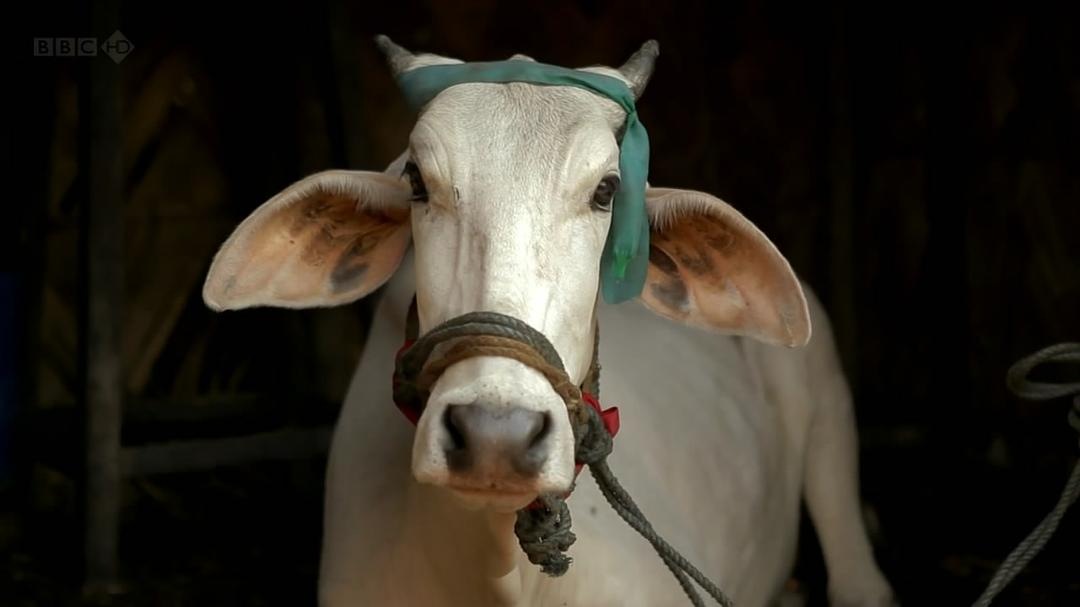 欢迎来到印度 Welcome to India