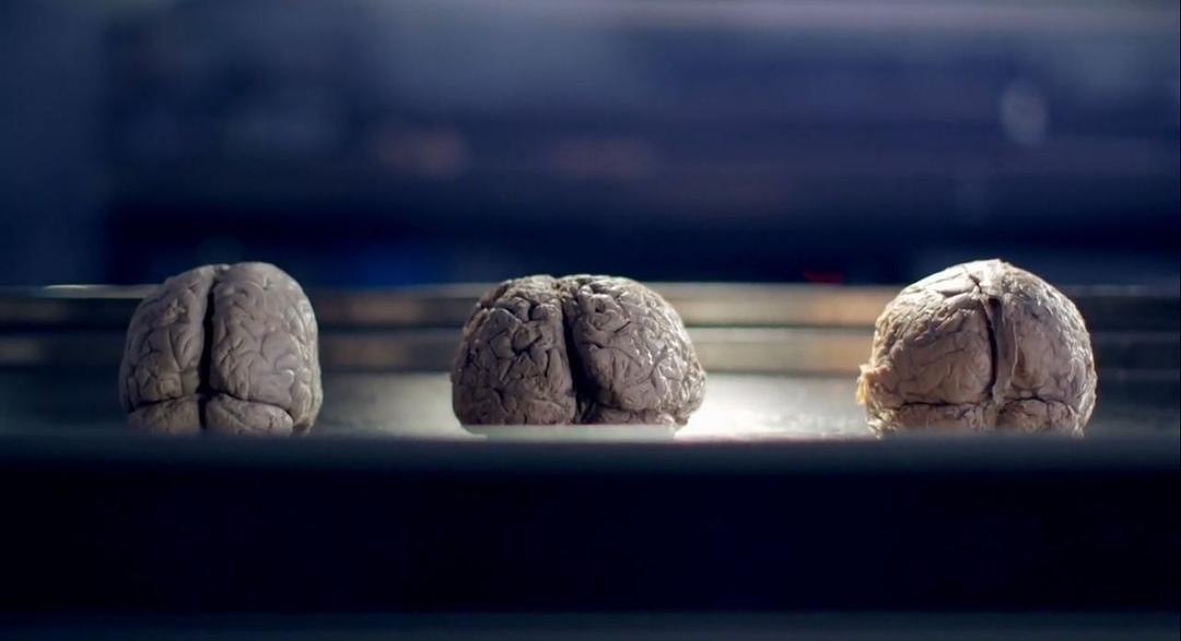 你的大脑是男性还是女性 Horizon – Is your brain male or female?