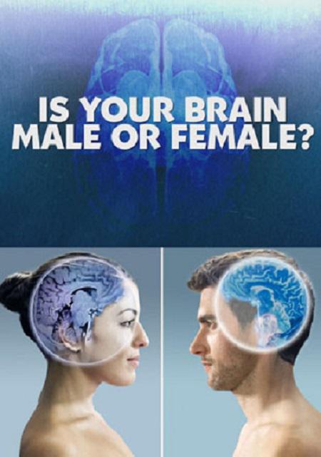 你的大脑是男性还是女性 Horizon – Is your brain male or female?