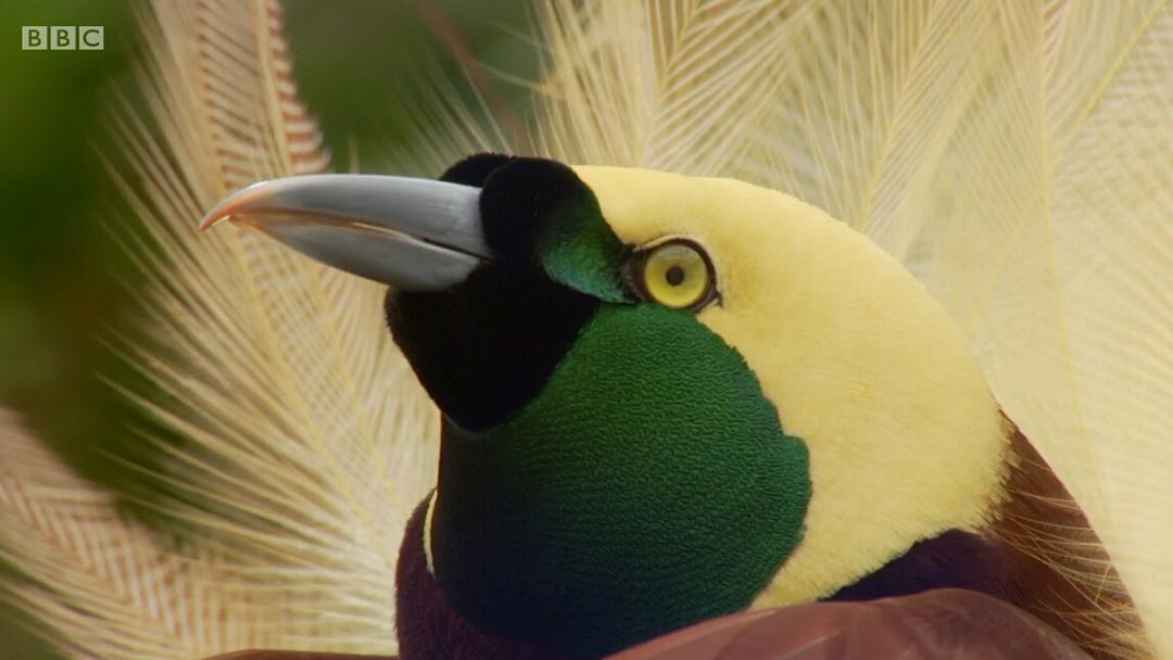 爱登堡的极乐鸟世界 Attenborough's Paradise Birds