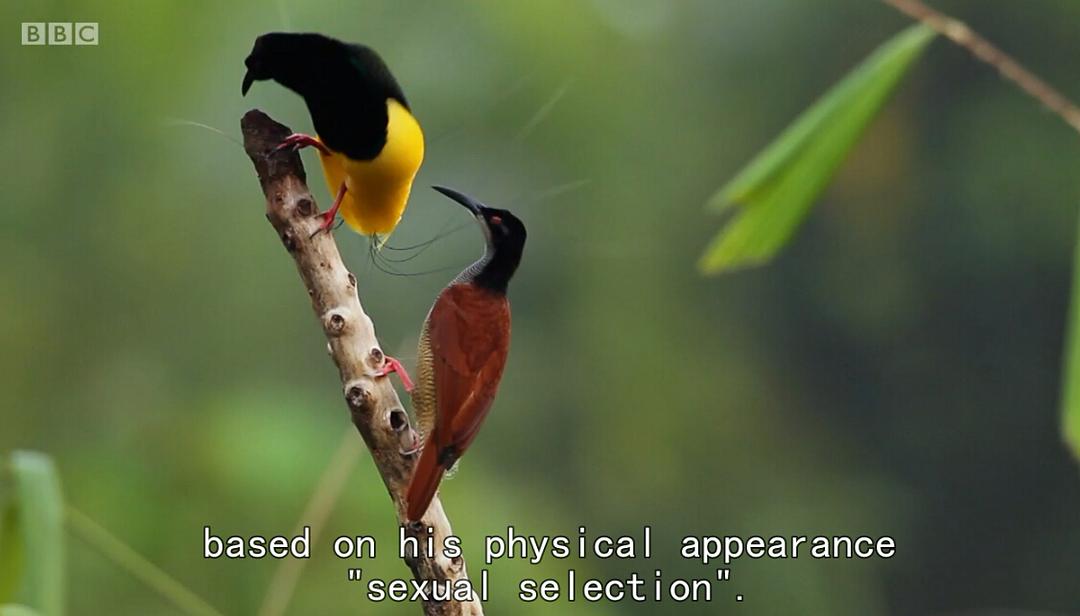 爱登堡的极乐鸟世界 Attenborough's Paradise Birds