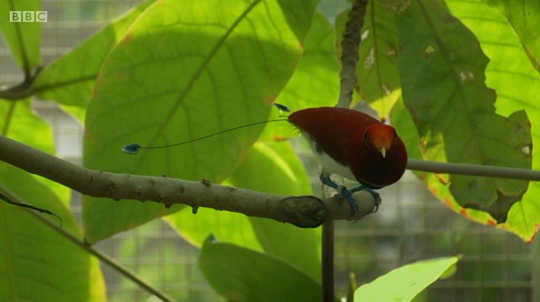 爱登堡的极乐鸟世界 Attenborough's Paradise Birds