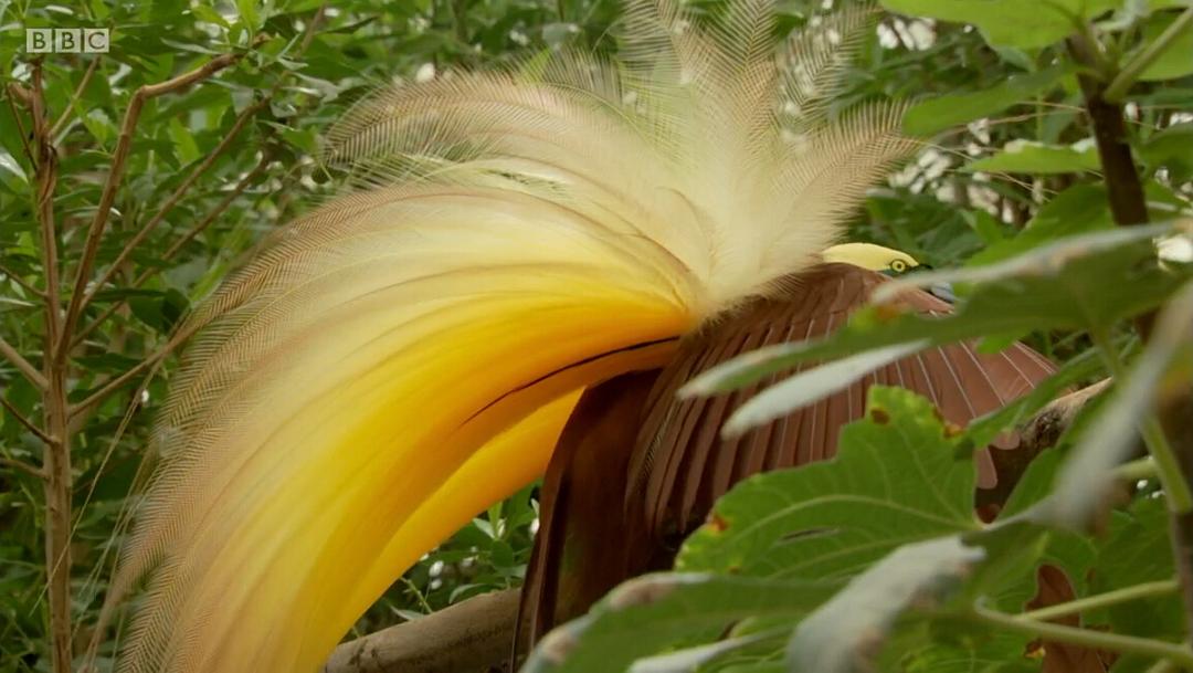 爱登堡的极乐鸟世界 Attenborough's Paradise Birds