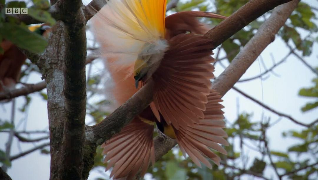 爱登堡的极乐鸟世界 Attenborough's Paradise Birds