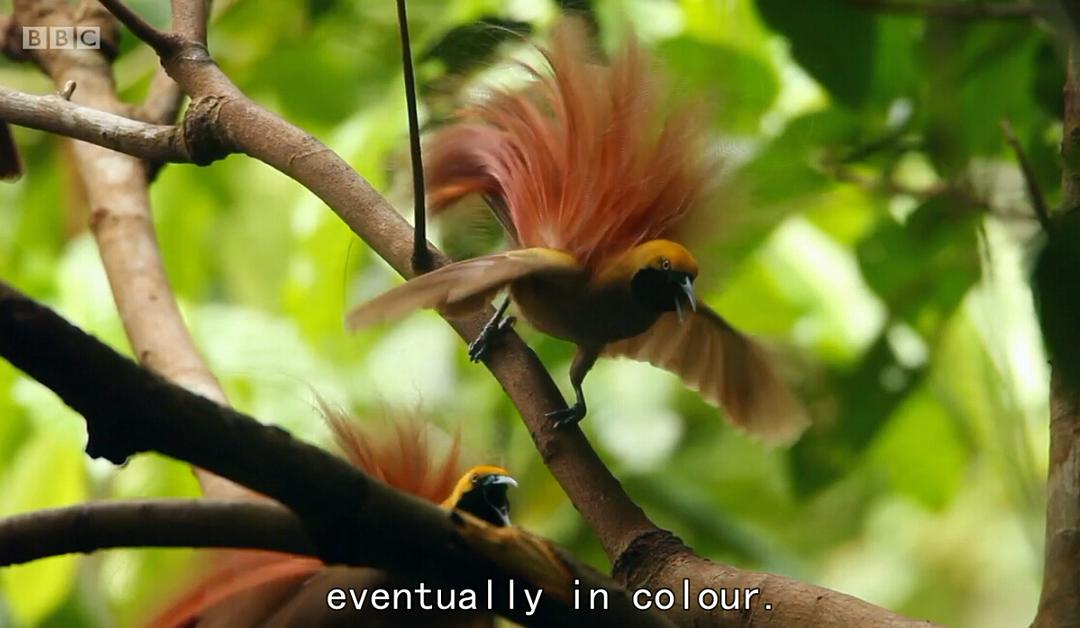 爱登堡的极乐鸟世界 Attenborough's Paradise Birds