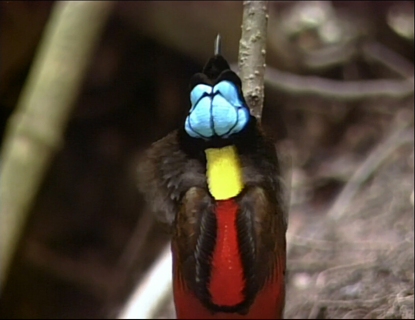 爱登堡的极乐鸟世界 Attenborough's Paradise Birds