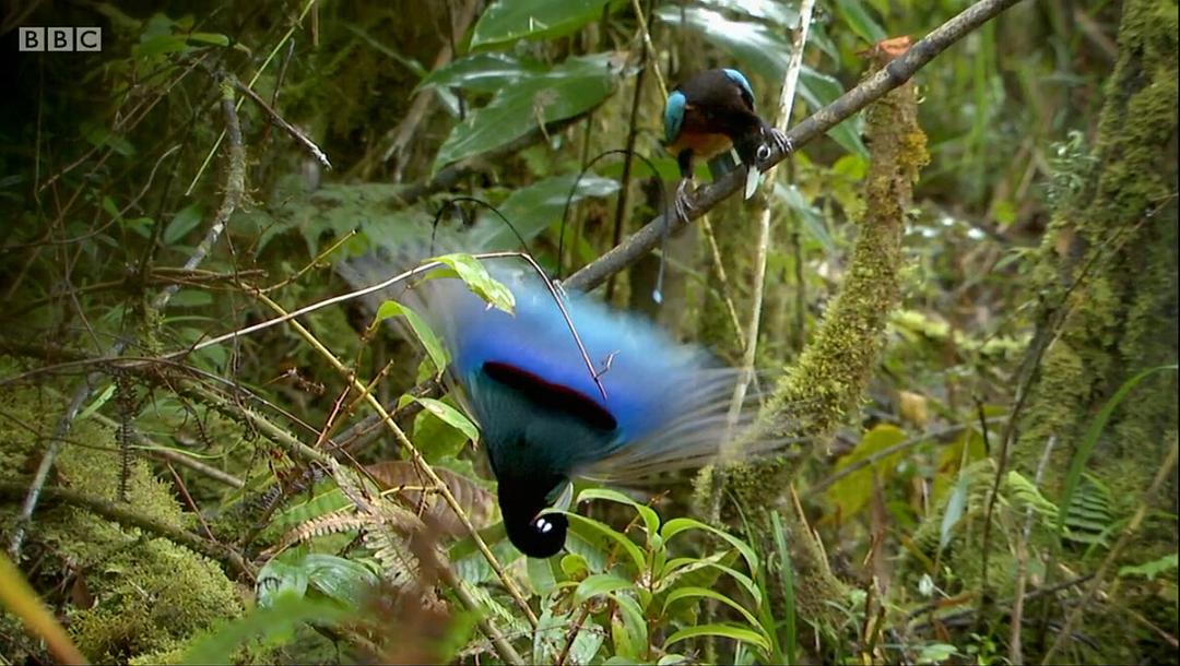 爱登堡的极乐鸟世界 Attenborough's Paradise Birds